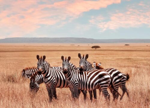 Tanzania: A Place to Start a New Life with Adventure Travel