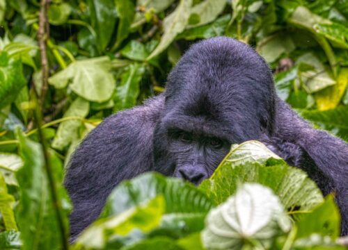 GORILLA TREKKING BWINDI