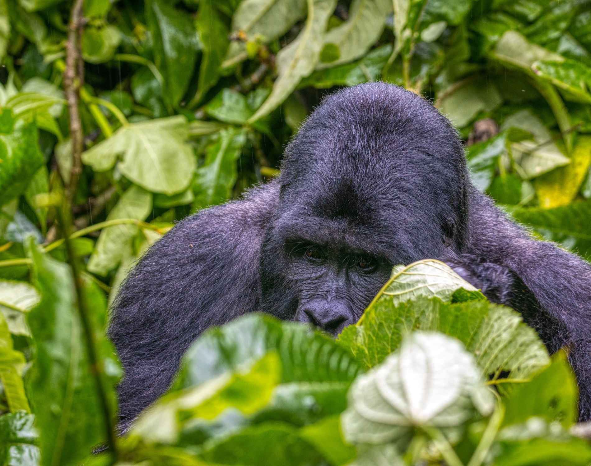 GORILLA TREKKING BWINDI