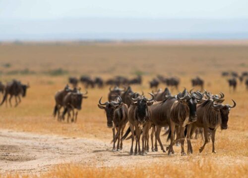 CROSSING MARA RIVER NORTHERN MIGRATION