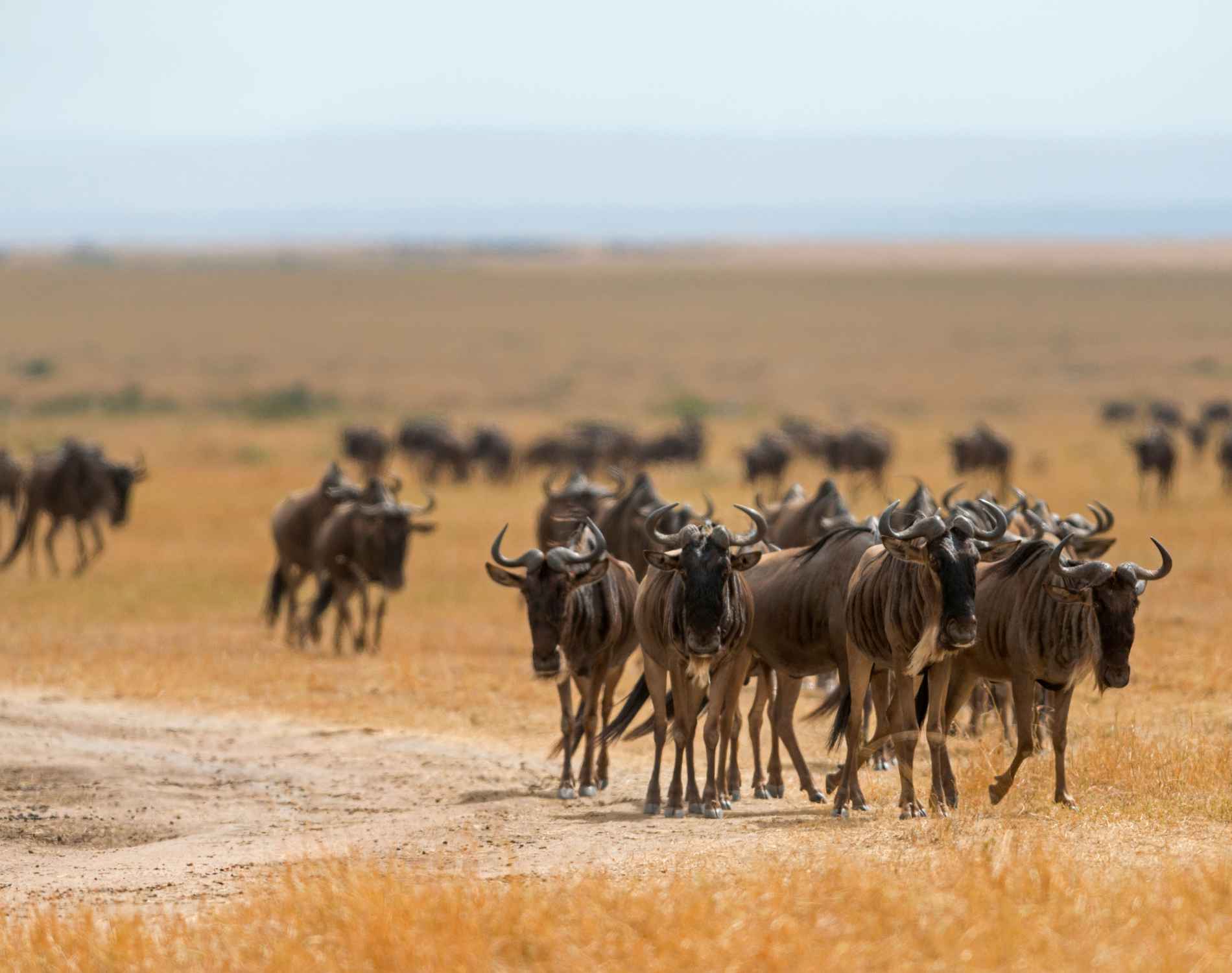 CROSSING MARA RIVER NORTHERN MIGRATION