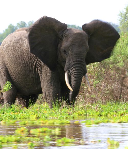 Selous Game Reserve